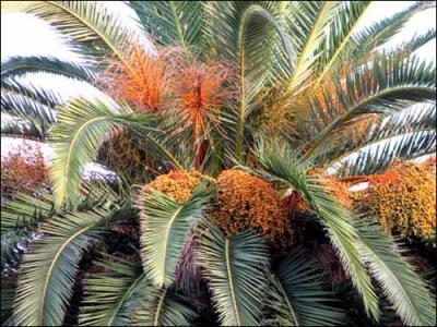 Que va-t-on découvrir sur le palmier Phoenix ?