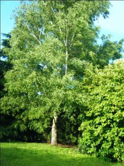 Que porte le bouleau ?