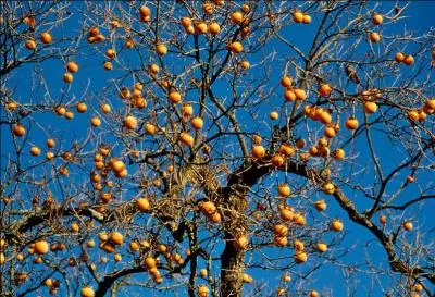 Quel est le fruit du plaqueminier ?