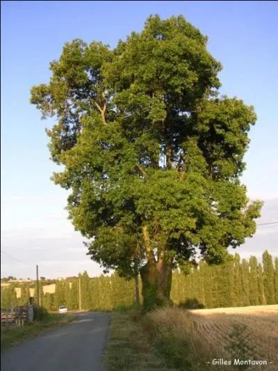 Quel est le fruit du frne ?