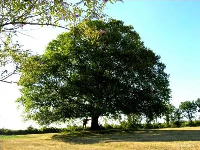 Comment s'appelle le fruit de l'rable ?