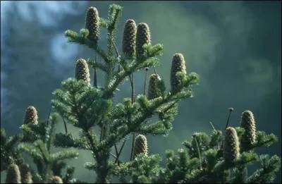 Quel fruit pousse sur le sapin ?