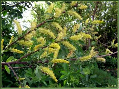 Quelle est la fleur du saule ?