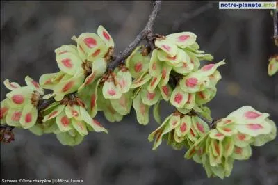 Comment appelle-t-on le fruit de l'orme ?