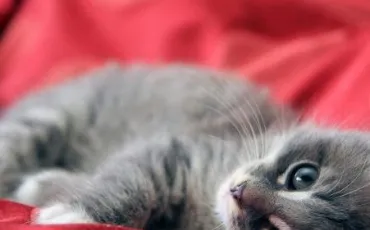 Quiz Felins