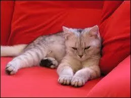 Quelle est la race de Tina ?