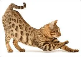 Quelle est la race de Tifoufou ?