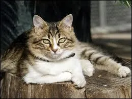 Quelle est la race de Finissia ?