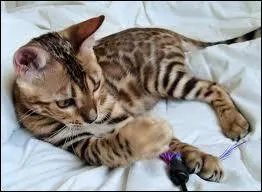 Quelle est la race de Chocolat ?