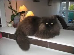 Quelle est la race de Mirliton ?