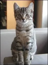 Quelle est la race de Pupuce ?