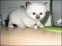 Quelle est la race de Kitty ?