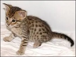 Quelle est la race de Bouffy ?