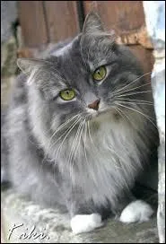 Quelle est la race de Myrtille ?