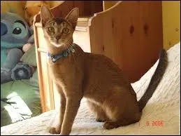 Quelle est la race de Chips ?