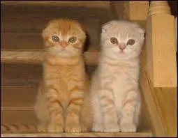 Quelle est la race de Minou et Mimi ?