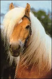 Quelle est cette race de poney ?
