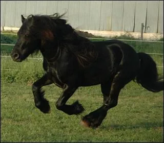 Quelle est cette race de poney ?