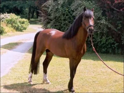 Quelle est cette race de poney ?