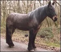 Quelle est cette robe ?