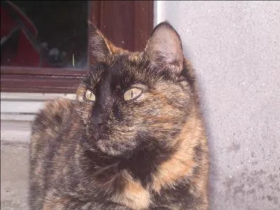 Lequel de ces flins a des taches ?