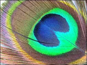 A qui appartient le paon ?