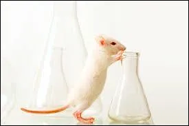 La pr-dcouverte a permis de trouver une molcule capable d'activer un rcepteur qui est inhib lors d'une infection du cerveau : la quizine. La molcule donnant le mdicament ayant t trouve, elle va entrer dans le dveloppement prclinique. 
Quel est le but principal de ce dveloppement ?