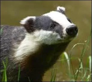 Sa dtermination et sa rage de vaincre lui ont valu son surnom de Blaireau. De quel cycliste franais s'agit-il ?