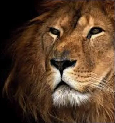 Dans la chanson, on connait bien le King (Elvis Presley) et le King of Pop (Michael Jackson) mais qui est le King dans le monde du sport ?