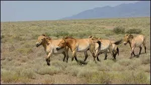 Lequel de ces chevaux est un cheval sauvage ?
