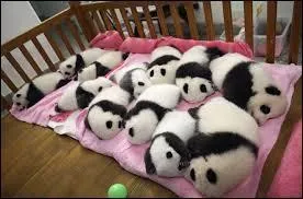 Sans compter,  votre avis, combien y a t-il de bbs pandas ?