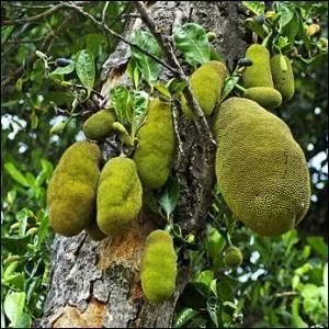 Arbre tropical cultiv pour ses fruits, les jaques.