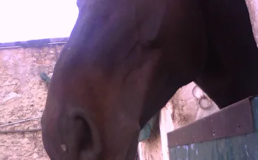 Quiz Galop 1