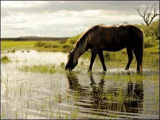 Combien de litre boit environ un cheval ?