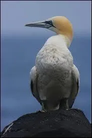 En galique, le terme  guga  dsigne un jeune fou de Bassan. Quel tennisman tait surnomm Guga ?