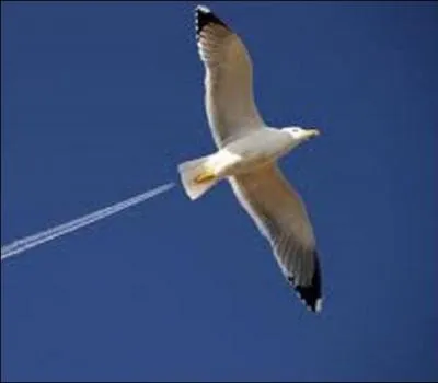 Surnomm le Goland, cet athlte dtient toujours le record du monde de sa discipline presque 20 ans aprs sa performance. De qui s'agit-il ?