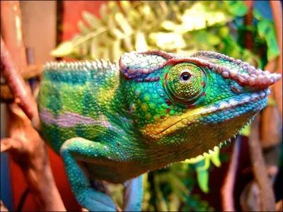 Dans quel pays se droule 'La Fte des couleurs  ?