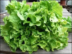 La batavia est une :