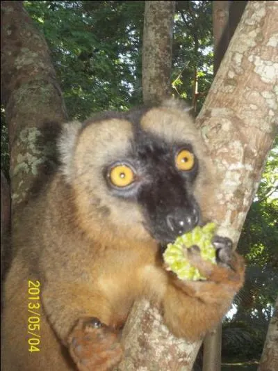 Quel est le nom du maki en Mahor ?