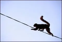 De quoi raffolent les makis ?