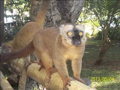 Que risque-t-on si on capture un Maki ?