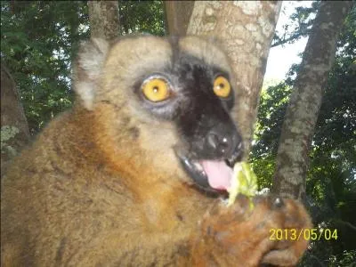 De quoi le maki se sert-il pour tenir en quilibre sur les fils lectriques ?