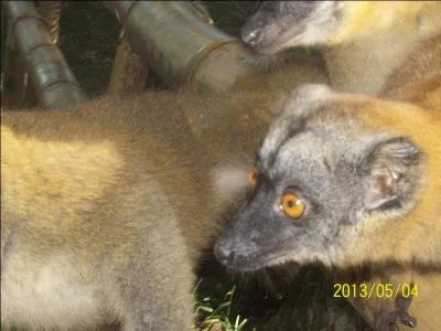 De combien d'individus un groupe de makis est compos ?