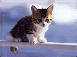 Quel couple se prnomme  Chaton  ?