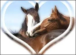 Un cheval bai ne peut avoir une liste :