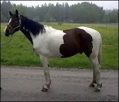 Je suis en dessous du canon et je forme une boule au dessus du paturon. Que suis-je ?
