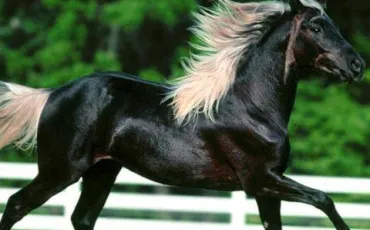Quiz Galop 2