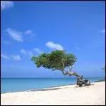 Quelle est la capitale de Aruba ?