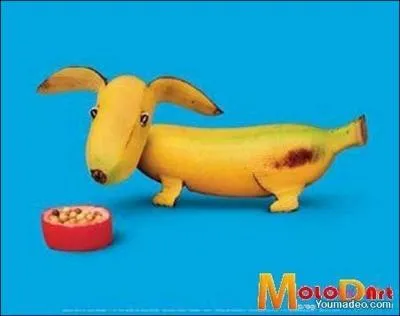 Trouvez le nom de ce canid !