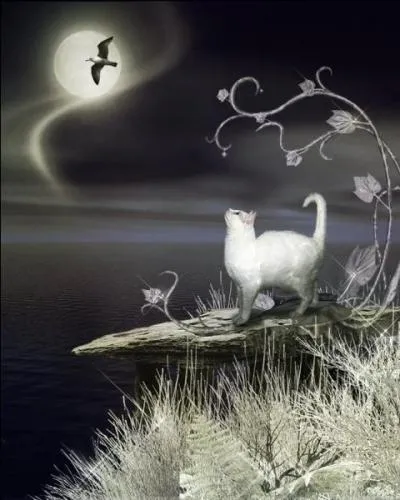 Comment appelle-t-on les animaux qui voient, alors qu'il fait nuit ?